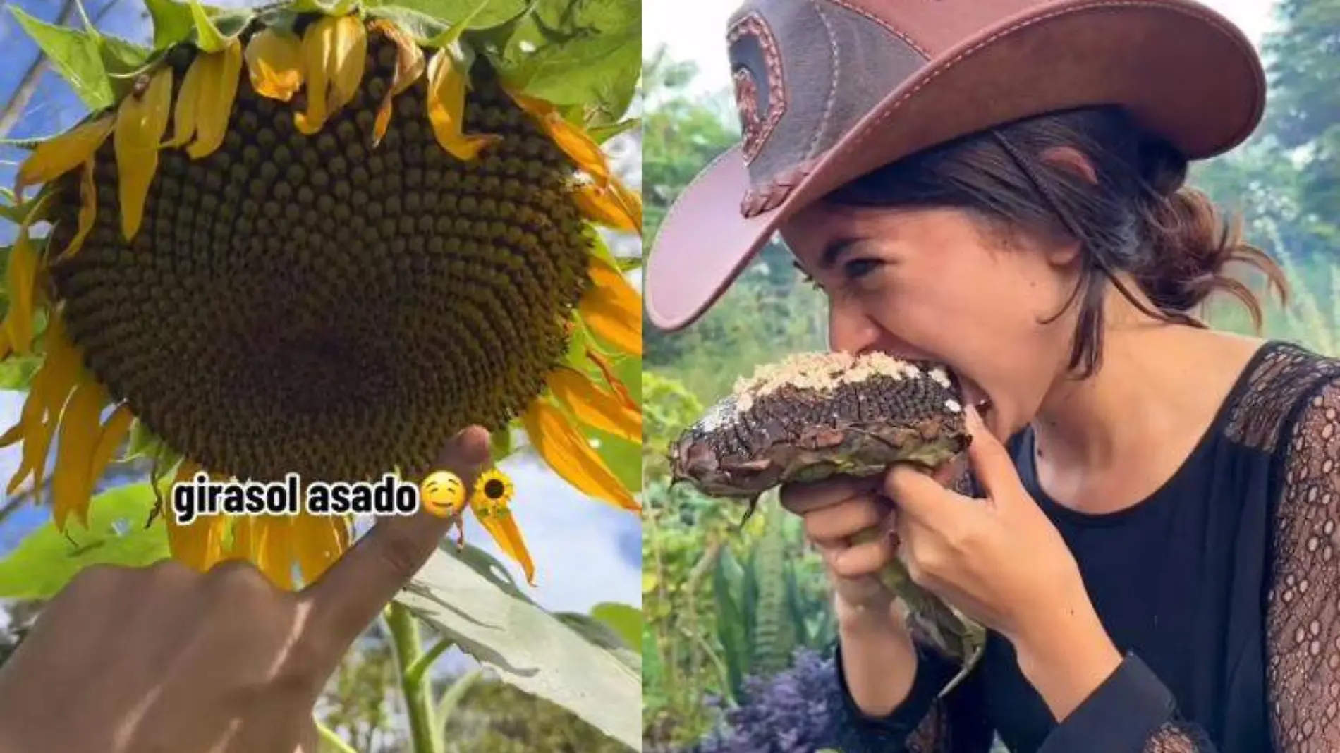 Una influencer sorprendió a muchos mostrando lo sabrosos que pueden llegar a ser los girasoles asados Captura de pantalla TikTok